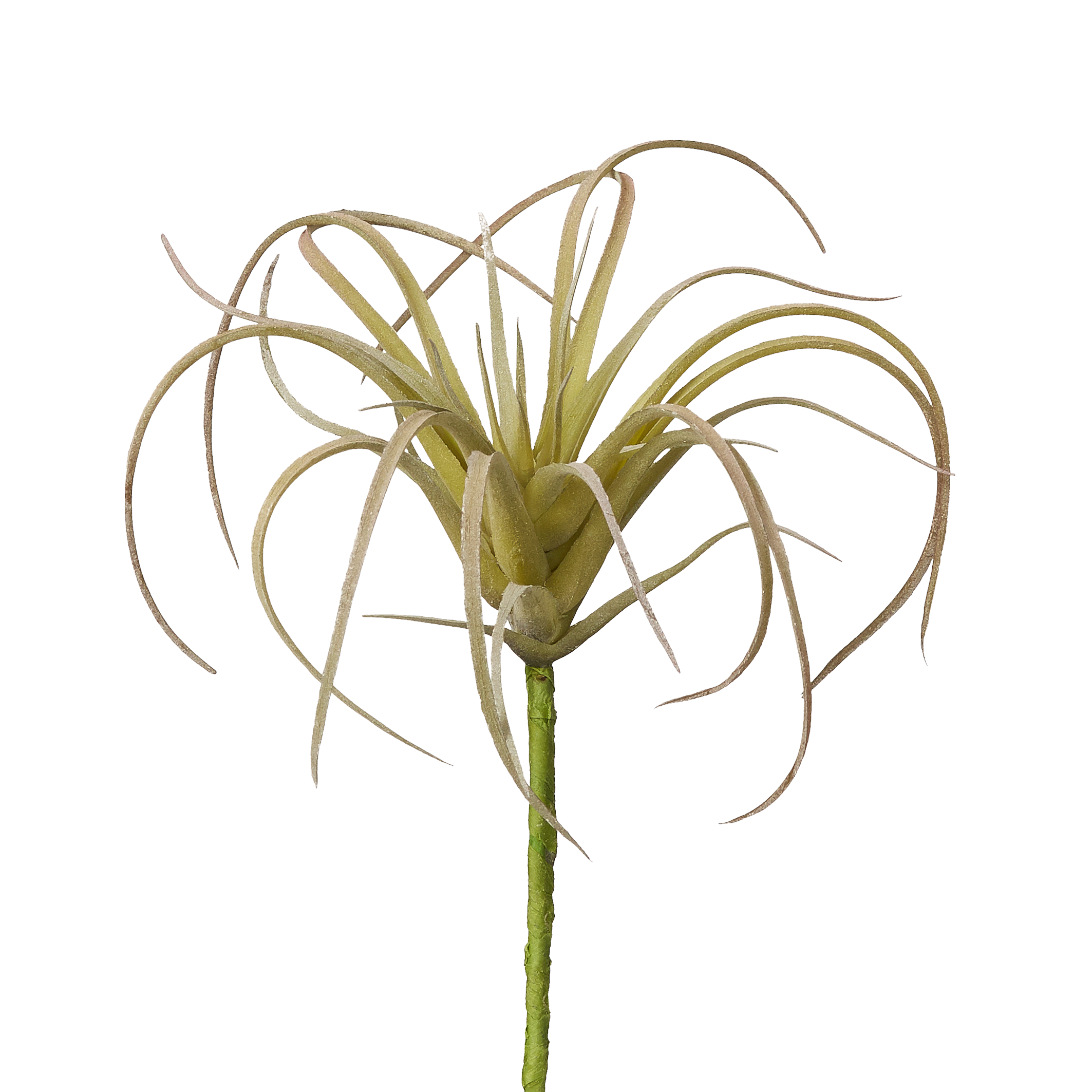 Air Plants image 1