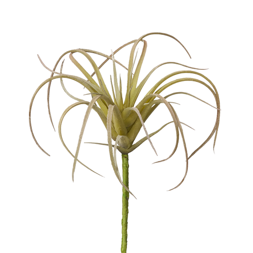Air Plants image 1