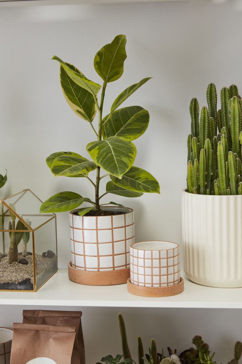 Gridline Pot with Saucer image 1
