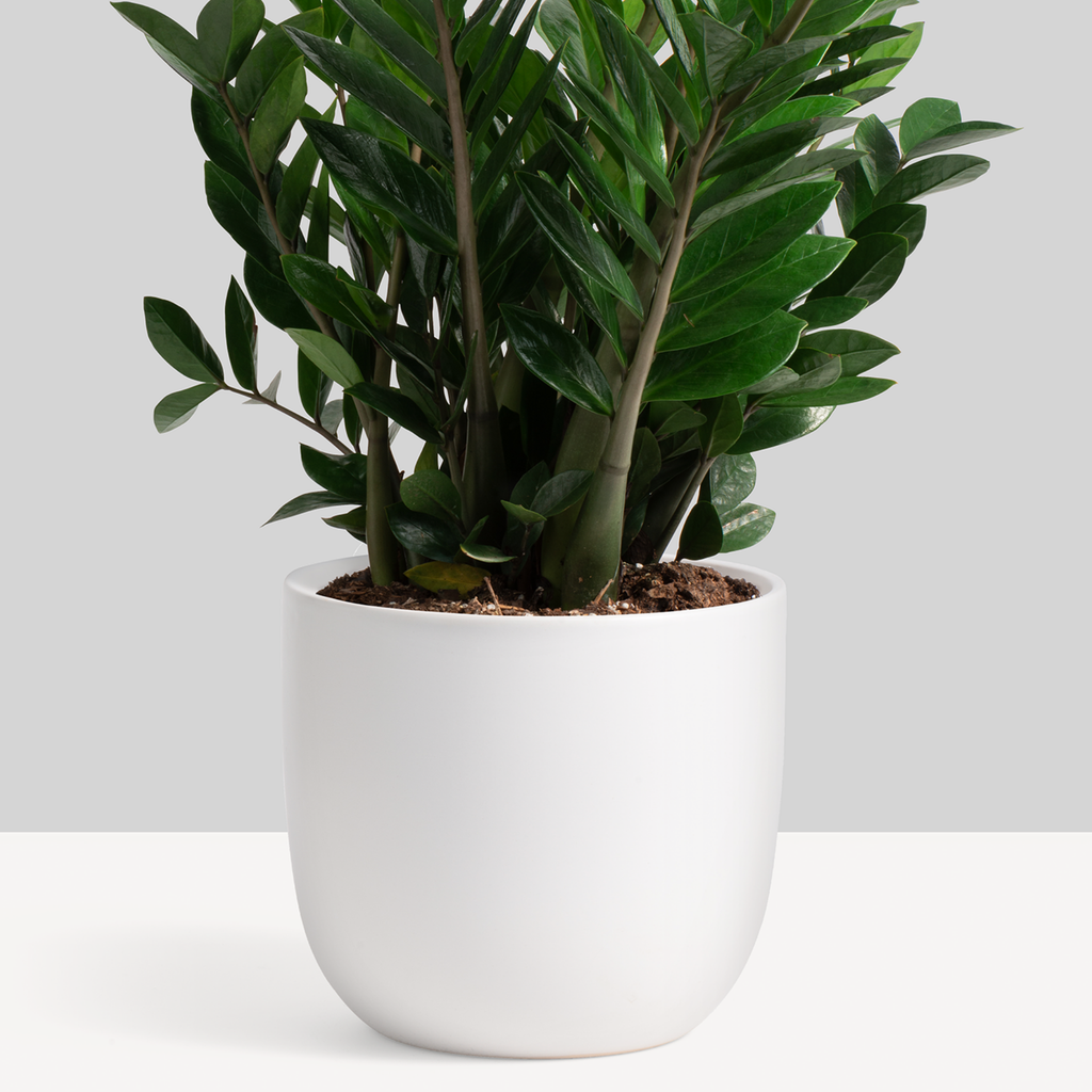 Ceramic Egg Planter image 1