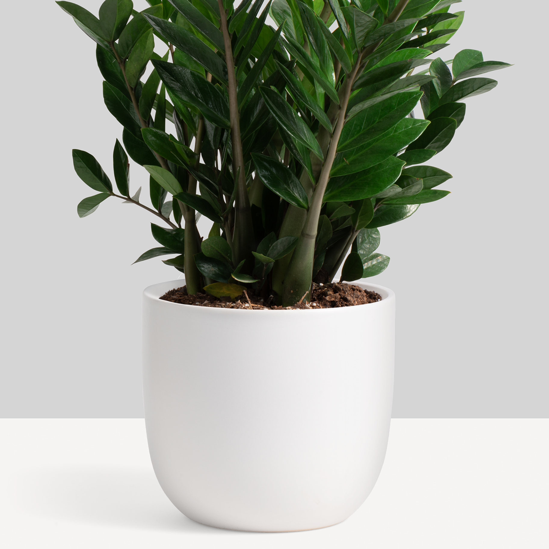 Ceramic Egg Planter image 1