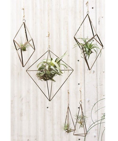 Tillandsia Hanger image 5