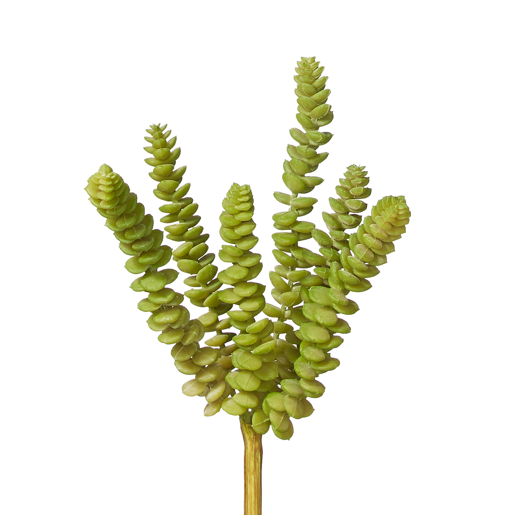 Succulents image 3
