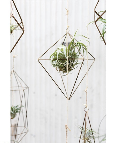 Tillandsia Hanger image 4