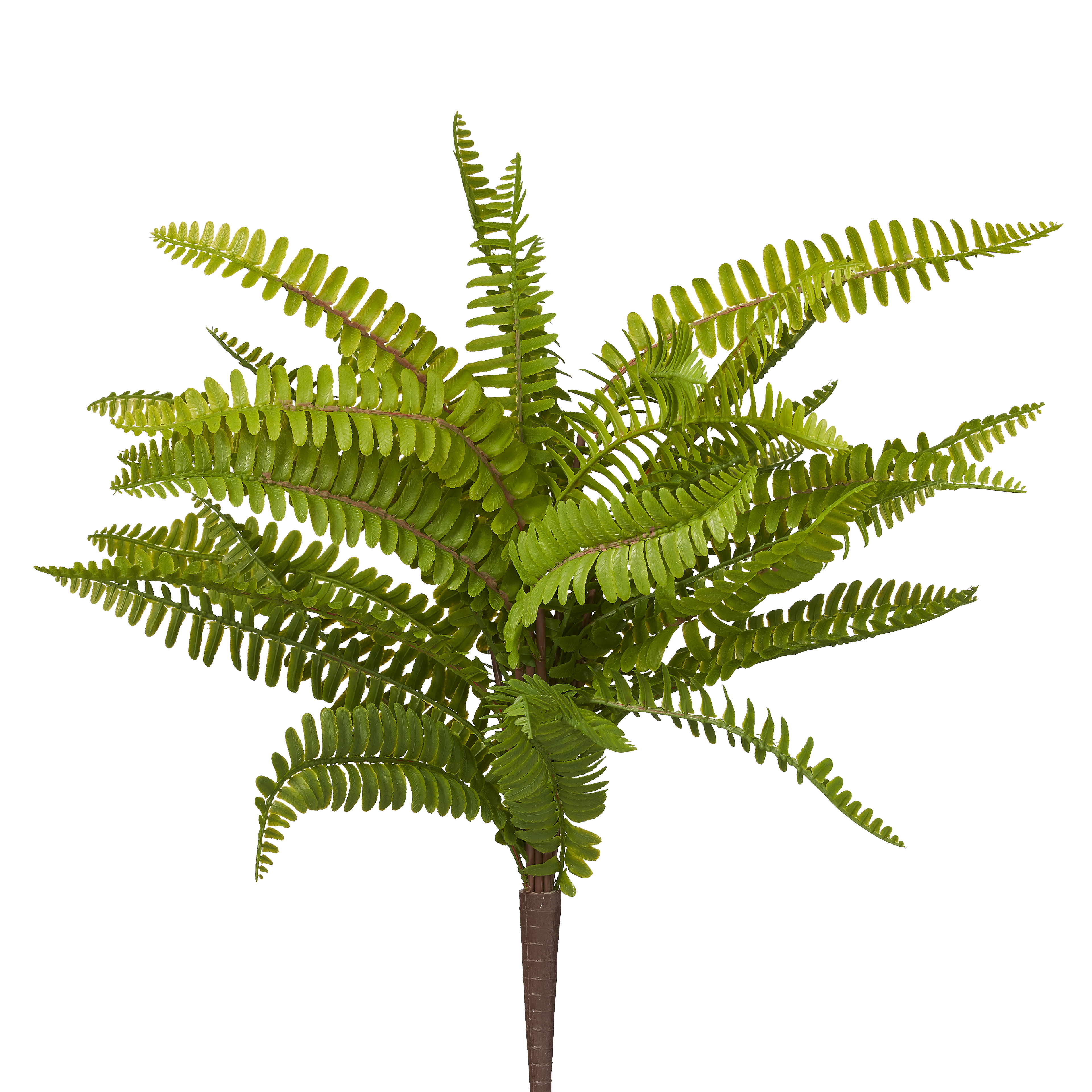 Fern Bush image 0