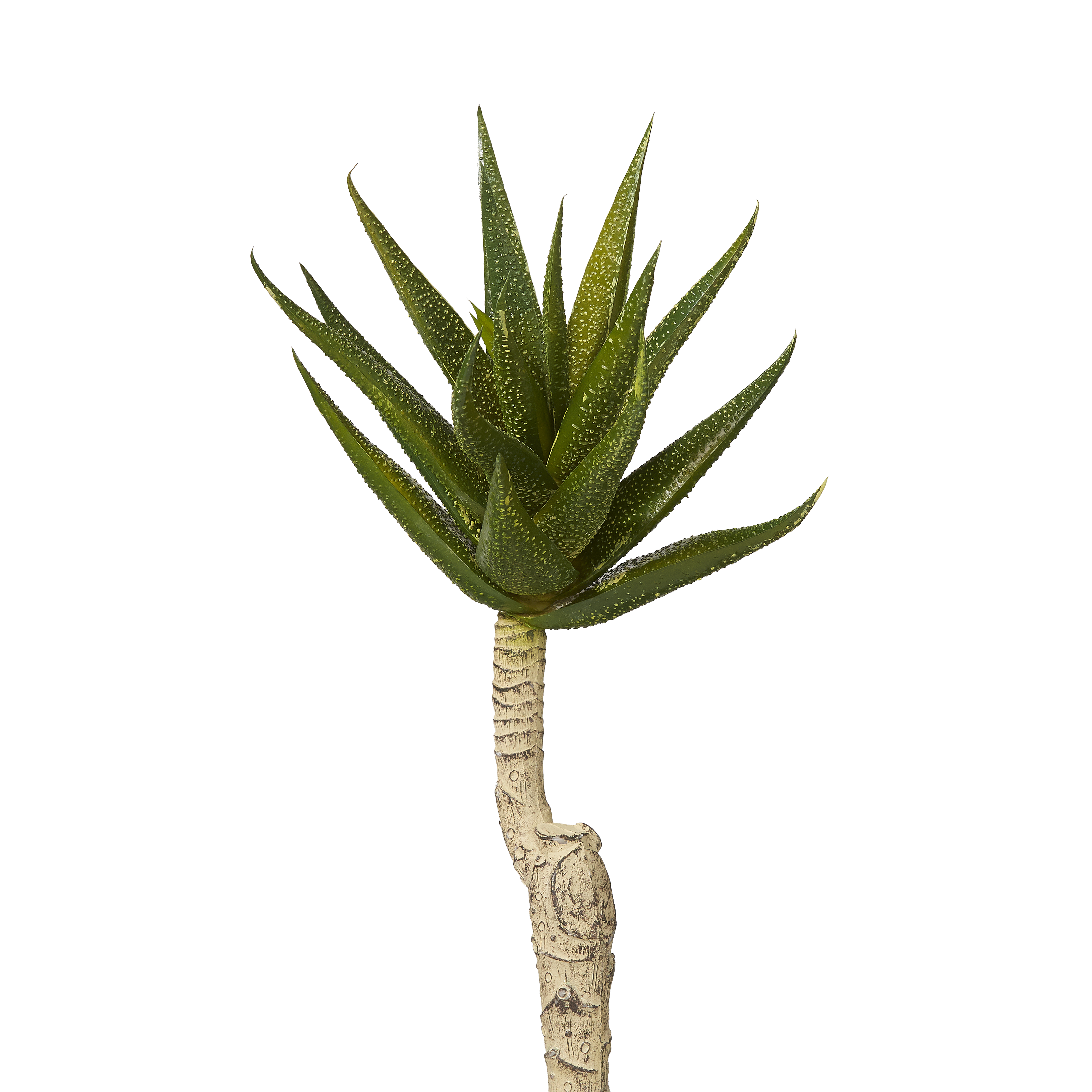 Aloe Stem image 0