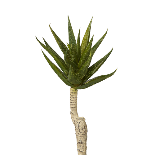 Aloe Stem image 0