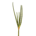 Stuckyi (Snake Stem) image 0