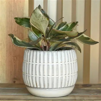 Ramos Pot & Saucer image 2