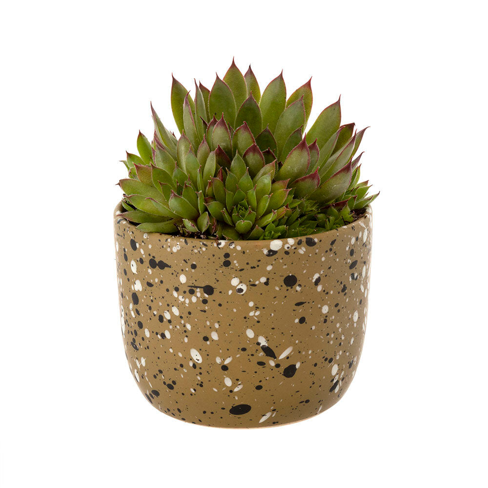 Speckle Pot image 1