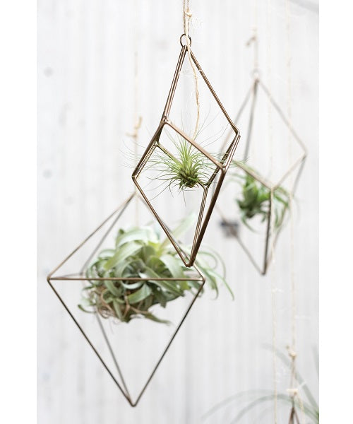 Tillandsia Hanger image 6