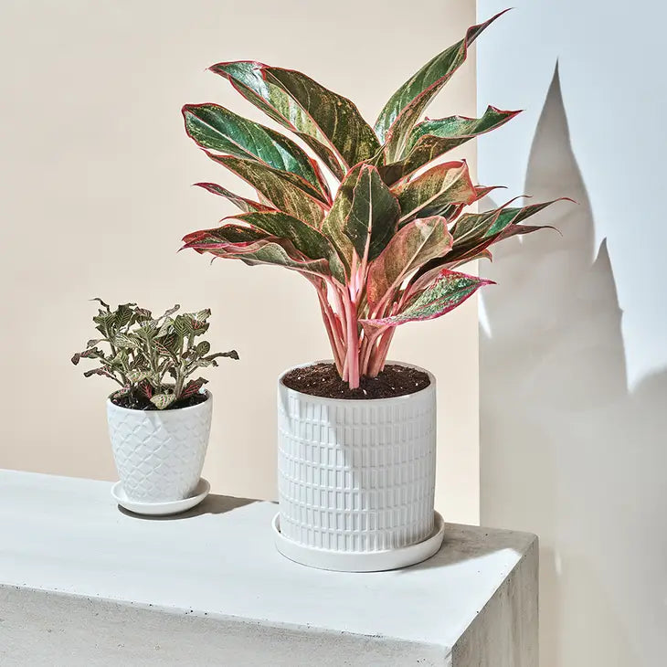 Virago Pot image 1