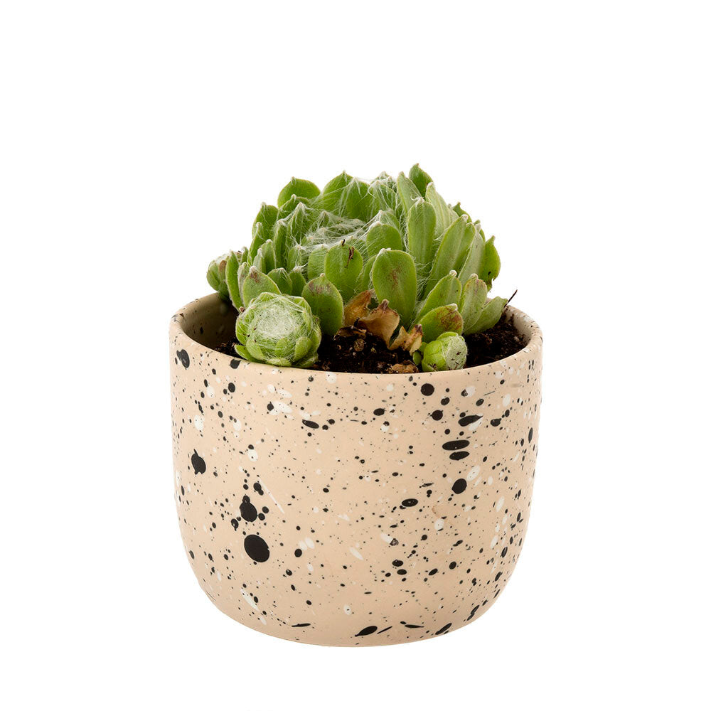 Speckle Pot image 0