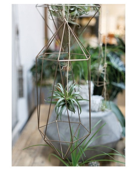 Tillandsia Hanger image 8