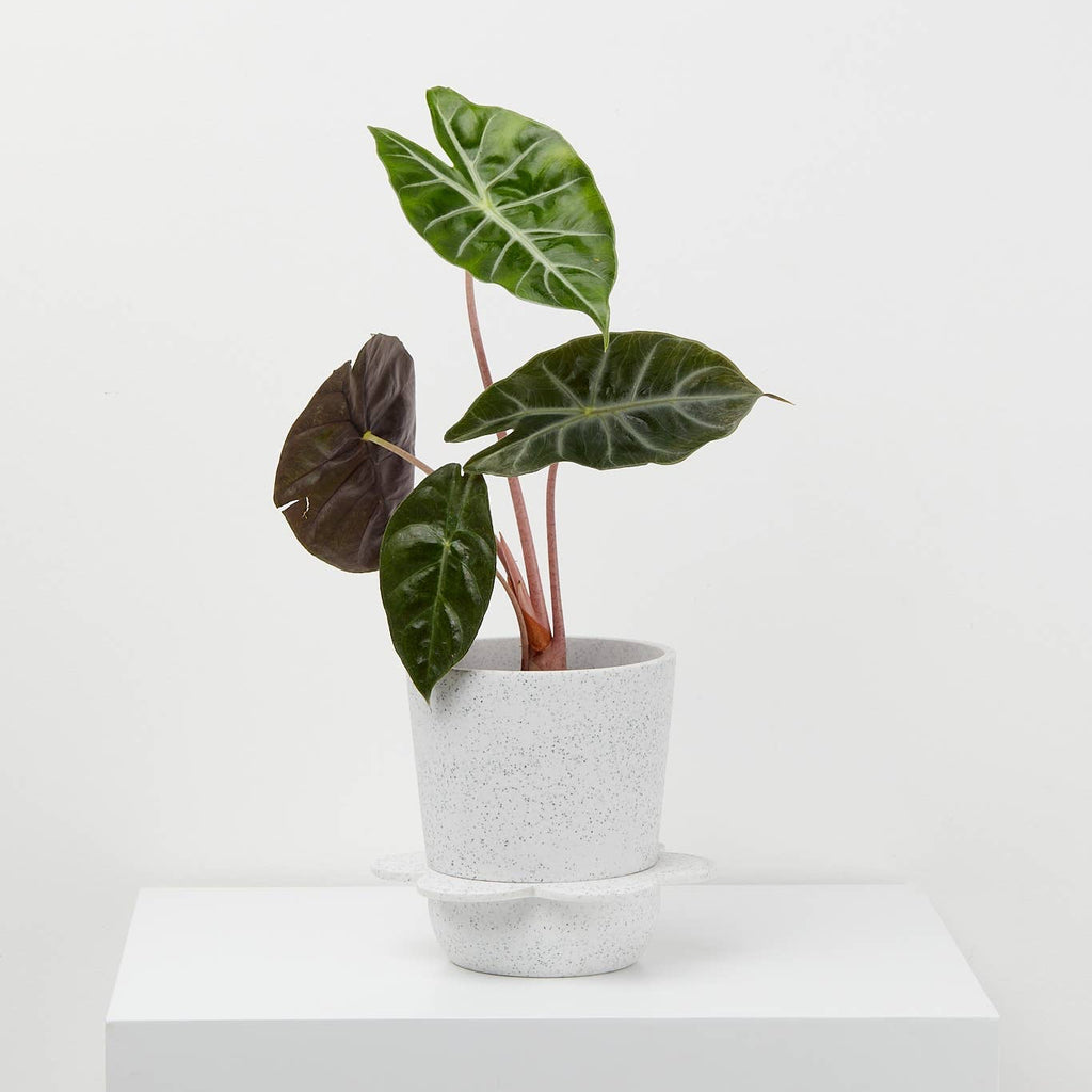 Spring Planter - White w/ Agave Speckle