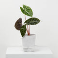 Spring Planter - White w/ Agave Speckle