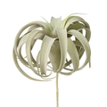 Air Plants image 0