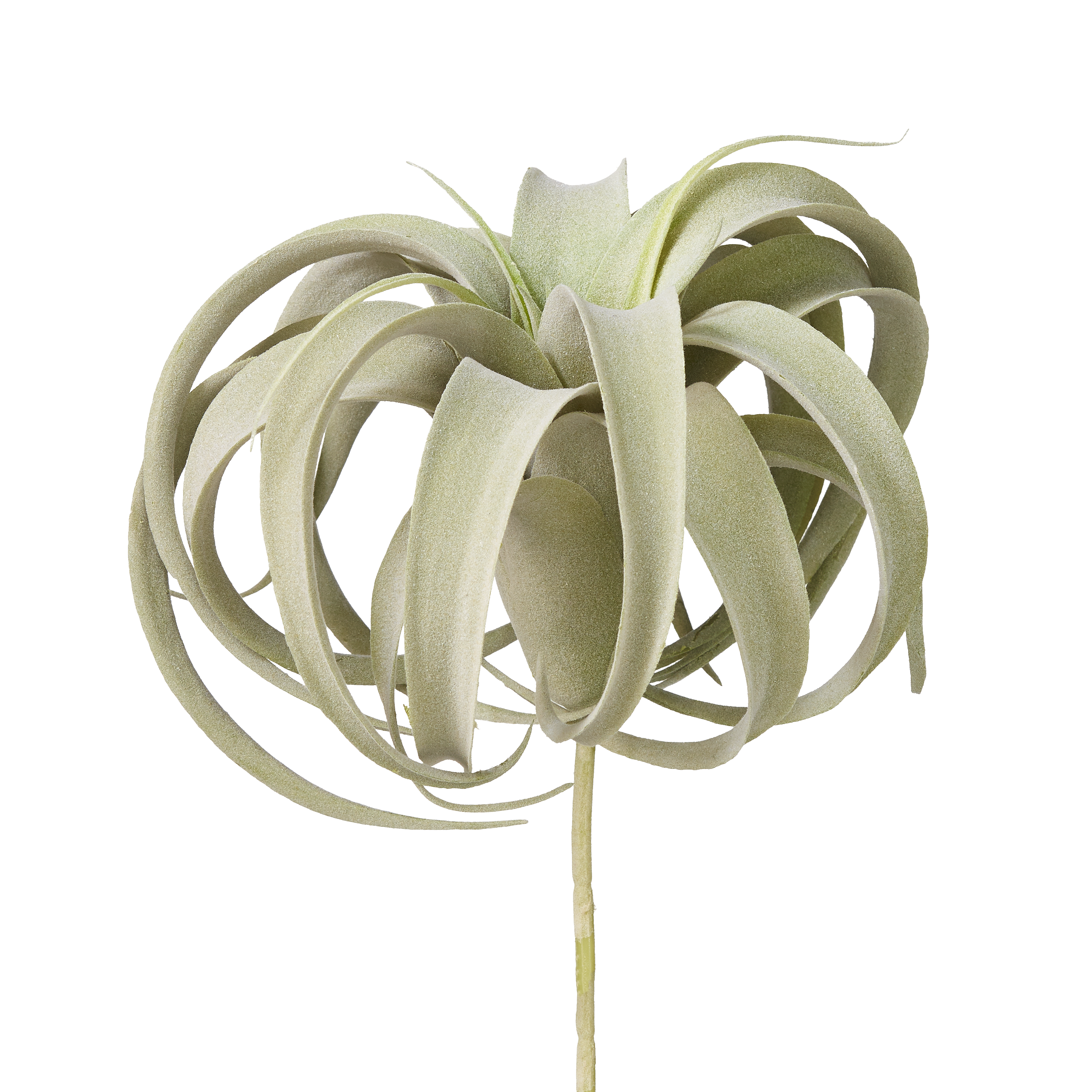 Air Plants image 0