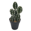 Pachycereus Cactus image 0
