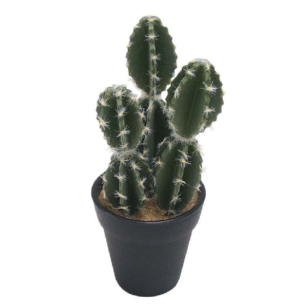 Pachycereus Cactus image 0
