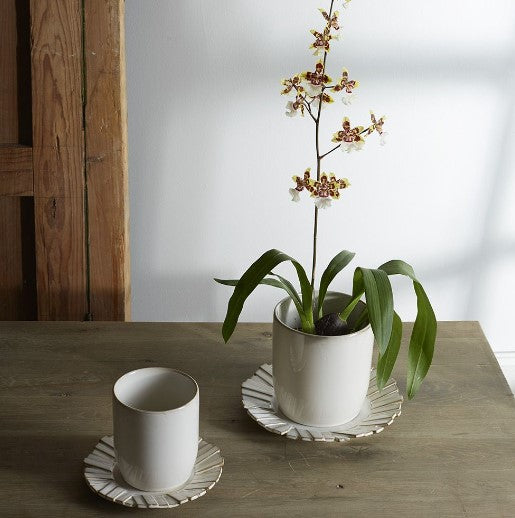 Dermot Pot image 1