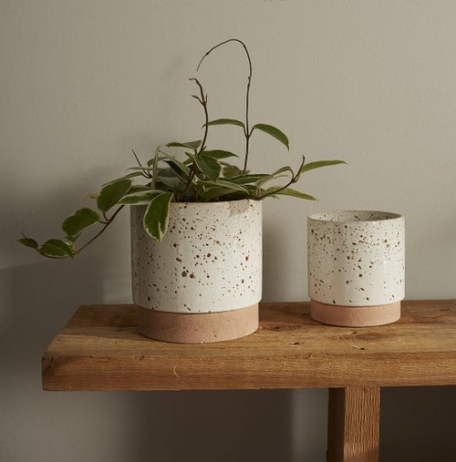 Briar Pot image 1
