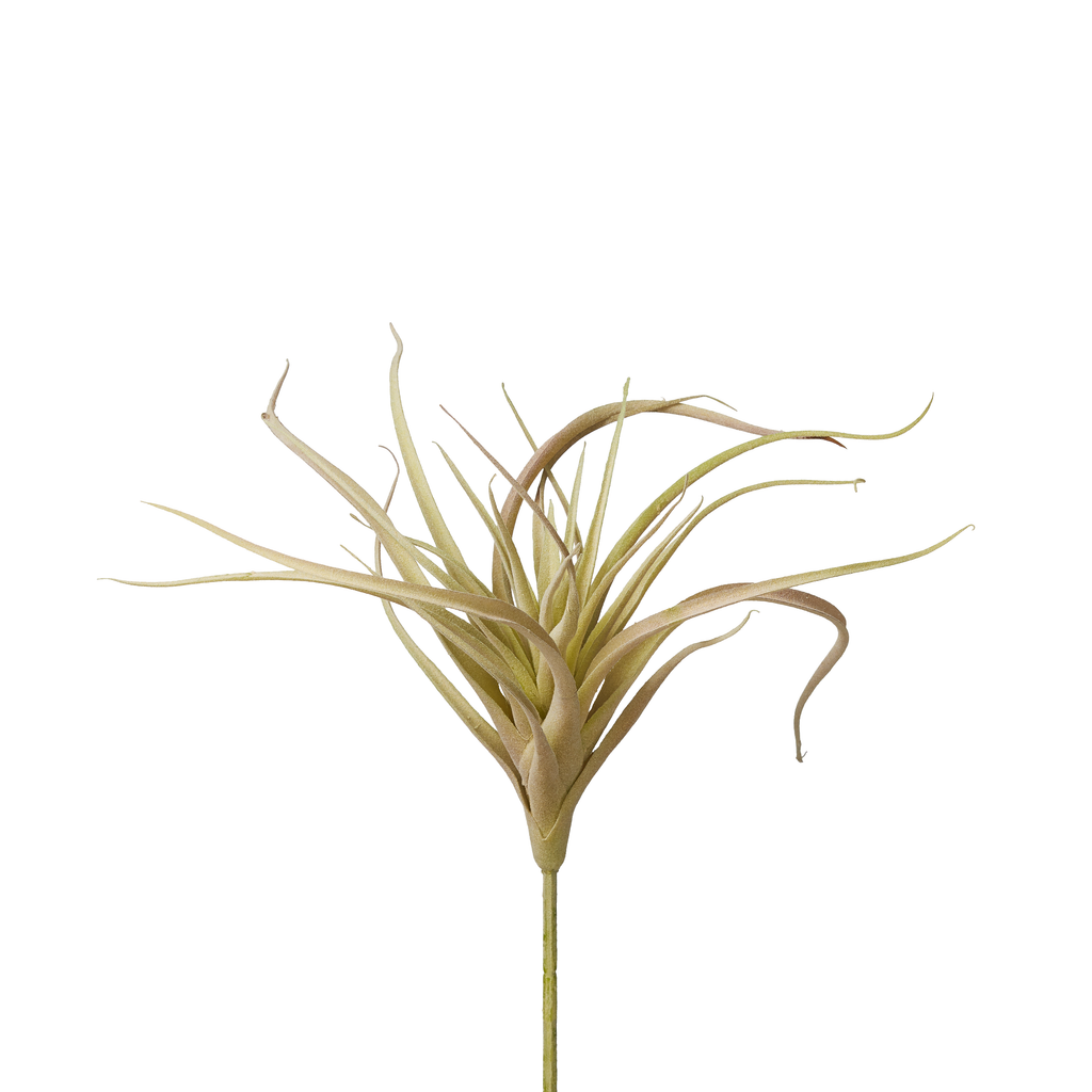 Air Plants image 3