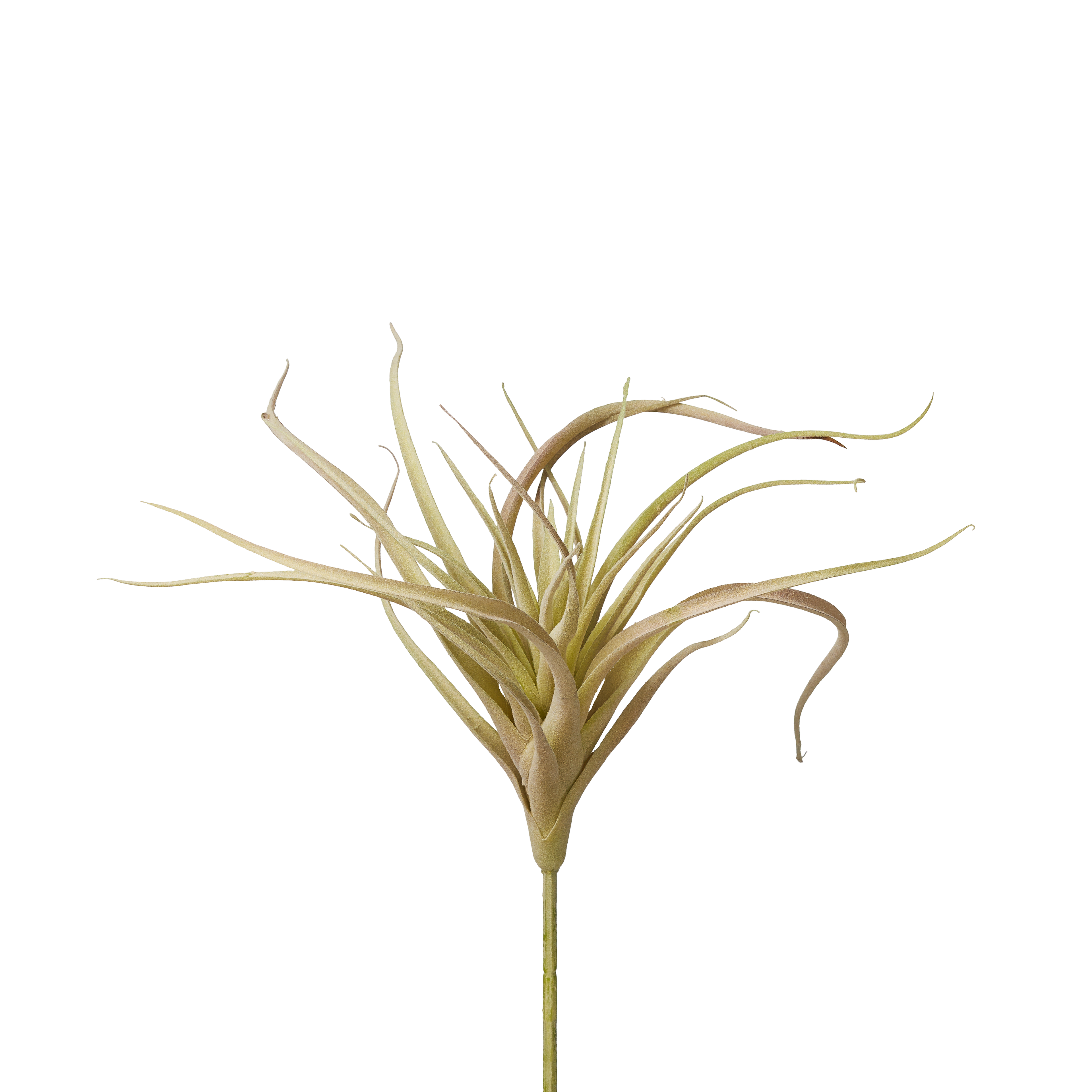 Air Plants image 3