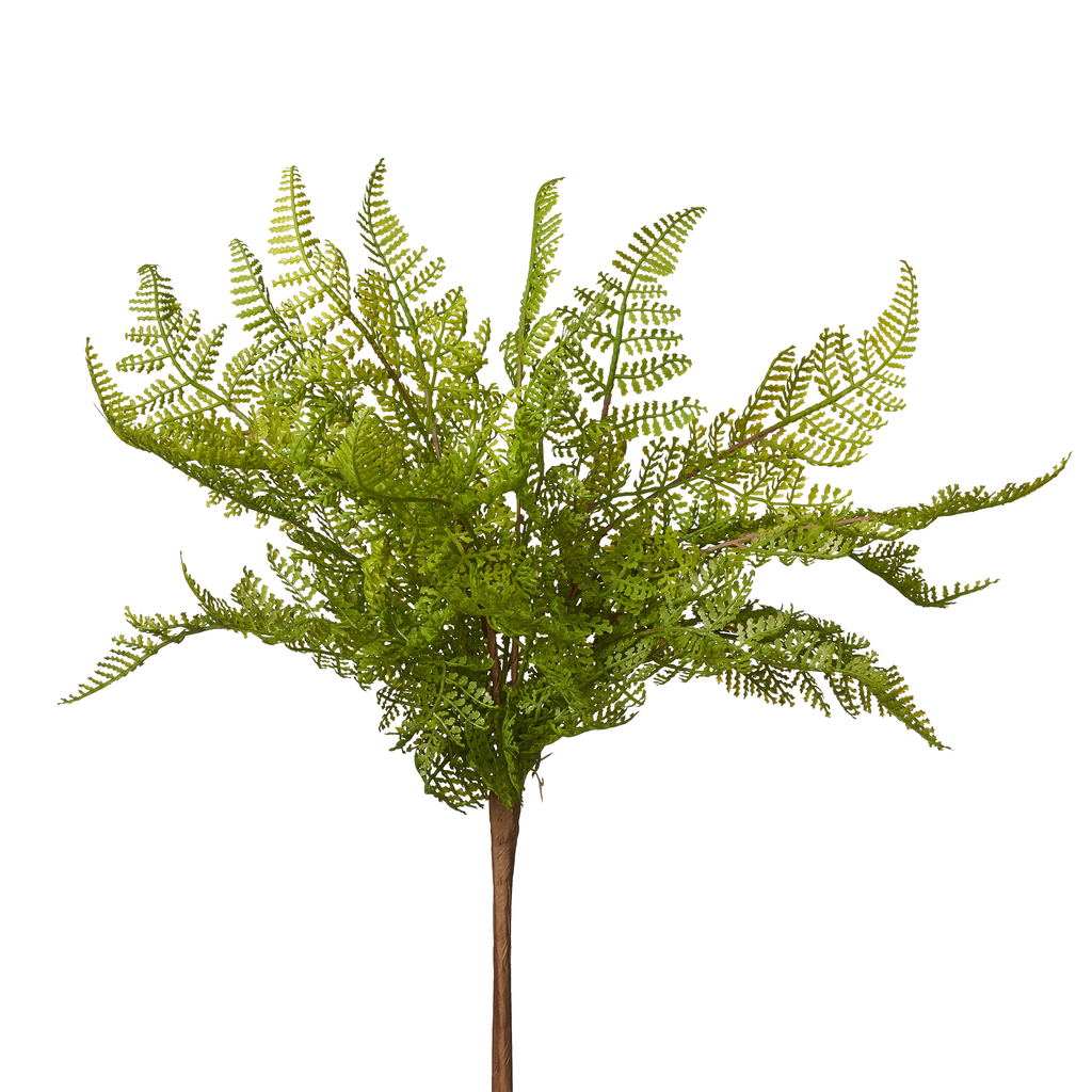 Fern Bush image 1