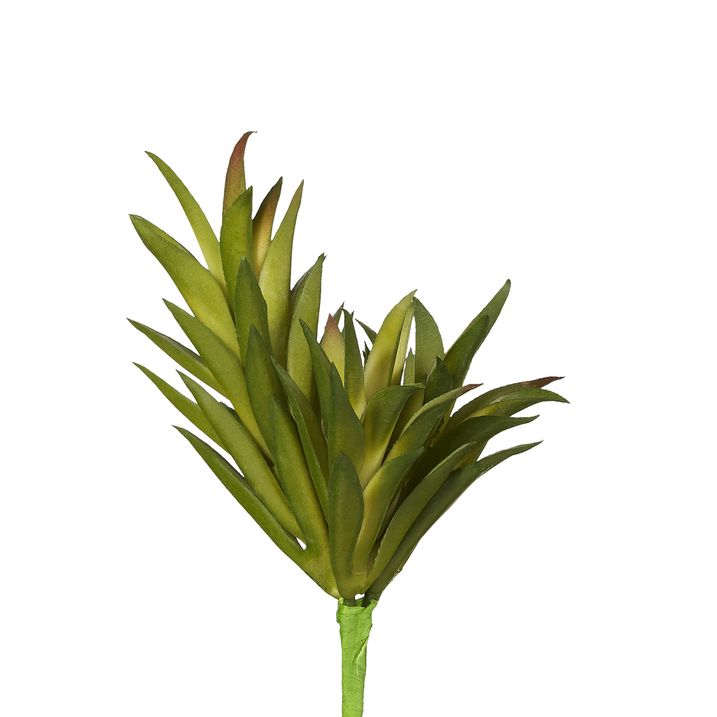 Succulents image 1