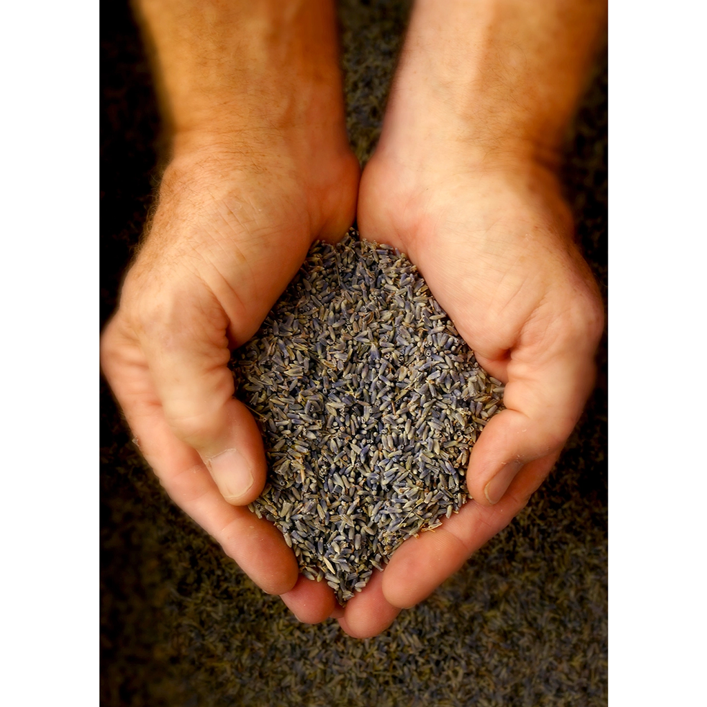 Lavender Bud Sachet image 1