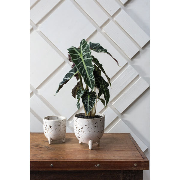 Reid Pot image 3