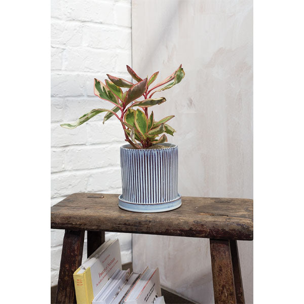 Curio Pot image 1