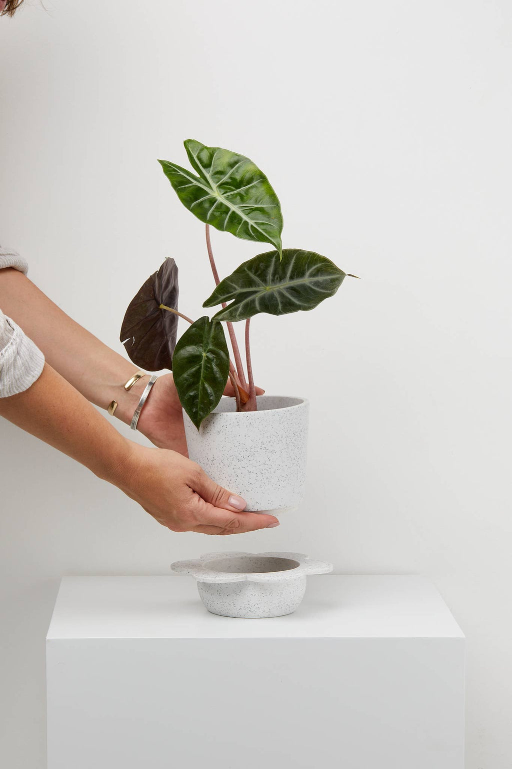 Spring Planter - White w/ Agave Speckle