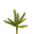 Cactus Pick image 0
