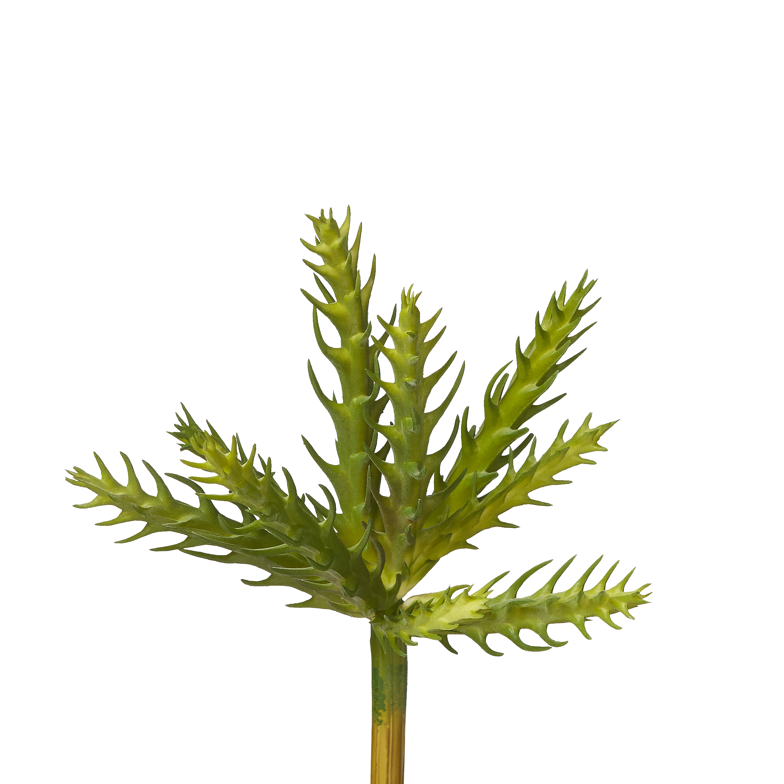 Cactus Pick image 0