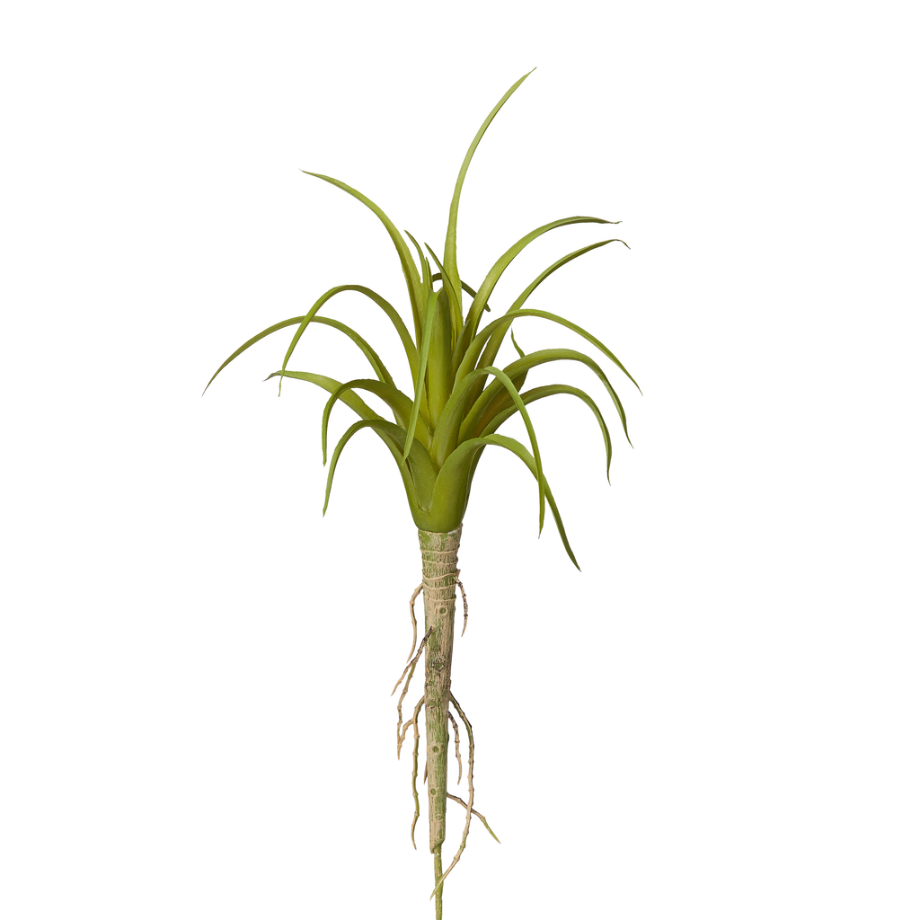 Air Plants image 2
