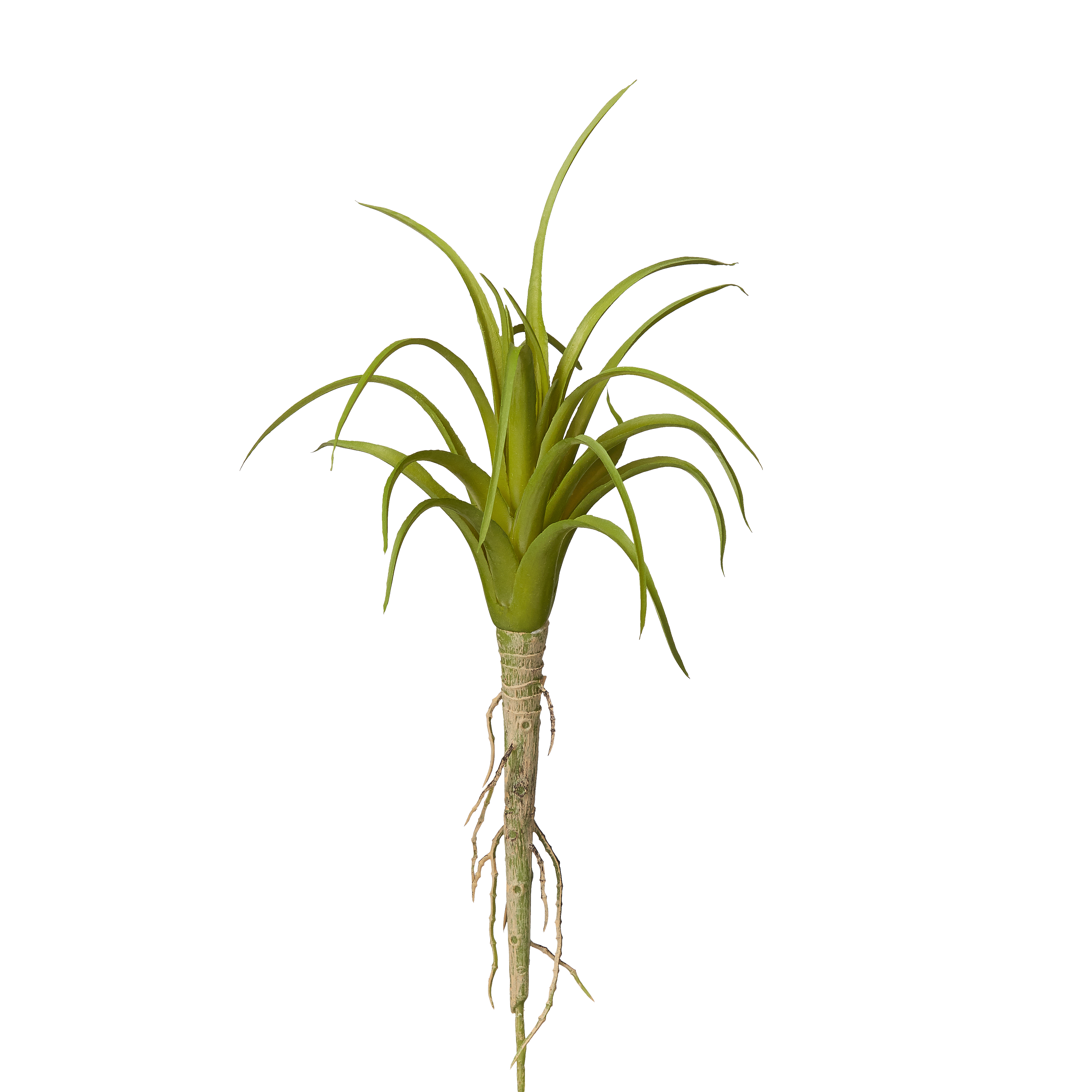 Air Plants image 2